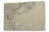 Bargain, Cretaceous Fossil Fish (Pateroperca) - Lebanon #376351-1